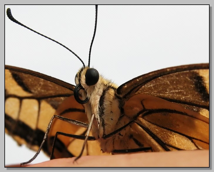 Papilio machaon, ci siamo guardati negli occhi, poi...